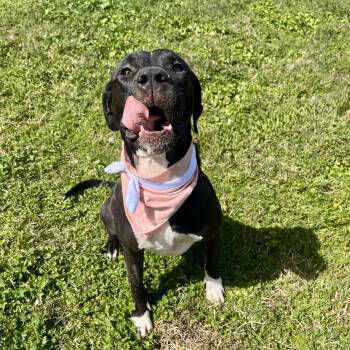 Rescue Labrador Retriever Dogs for Adoption in Angleton, Texas - Cherry Cruz | PetCurious