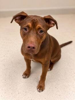 Dozier -  Mixed Breed Dog for Adoption in Gulfport, Mississippi - Dozier | PetCurious