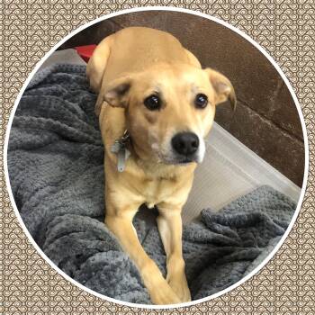 Black Mouth Cur Dogs Available for Adoption - HARLEY | PetCurious