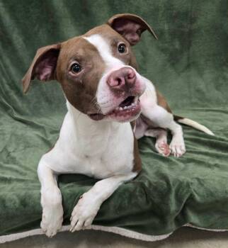 Terry -  Mixed Breed Dog for Adoption in Frankfort, Indiana - Terry | PetCurious