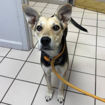 Nala -  Shepherd and Mixed Breed Dog for Adoption in Voorhees Township, New Jersey - Nala | PetCurious