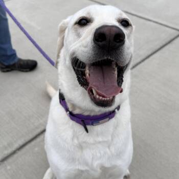 Gracie (ID 40969) -  Labrador Retriever and Great Pyrenees Dog for Adoption in Manassas, Virginia - Gracie (ID 40969) | PetCurious