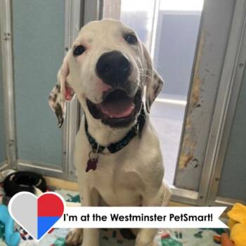 Jersey Mike -  Mixed Breed Dog for Adoption in Fort Collins, Colorado - Jersey Mike | PetCurious