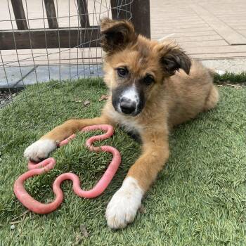 Shepherd and Labrador Retriever Dogs Available for Adoption in Sammamish, Washington - Daisy | PetCurious