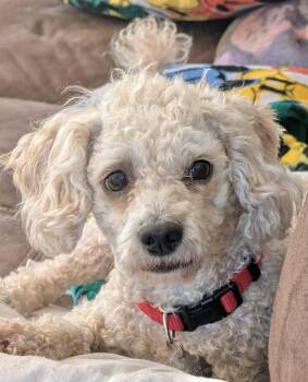 Henry -  Poodle Dog for Adoption in East Greenville, Pennsylvania - Henry | PetCurious