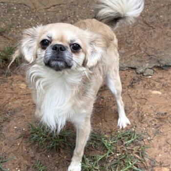 Gucci Boi -  Tibetan Spaniel Dog for Adoption in Houston, Texas - Gucci Boi | PetCurious