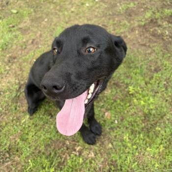 Clyde -  Labrador Retriever Dog Available for Adoption in Alexandria, Louisiana - Clyde | PetCurious