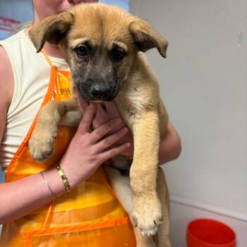 Mixed Breed Dogs Available for Adoption in Spokane, Washington - Thorn | PetCurious