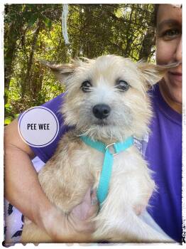 Pee Wee -  Cairn Terrier and Yorkshire Terrier Dog for Adoption in Sebring, Florida - Pee Wee | PetCurious