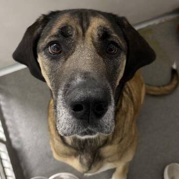Joy -  Redbone Coonhound and Bullmastiff Dog for Adoption in Des Moines, Iowa - Joy | PetCurious