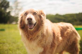Echo-Transport -  Australian Shepherd Dog for Adoption in Gradyville, Kentucky - Echo-Transport | PetCurious