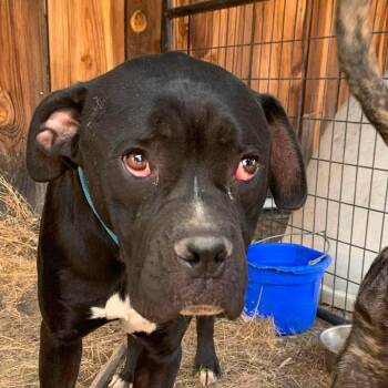 BoBo -  Boxer and Pit Bull Terrier Dog for Adoption in Tonasket, Washington - BoBo | PetCurious
