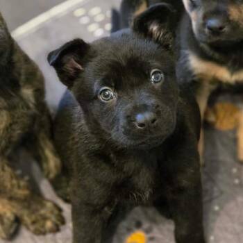 Mixed Breed Dogs Available for Adoption in Fredericksburg, Virginia - Sherbet | PetCurious