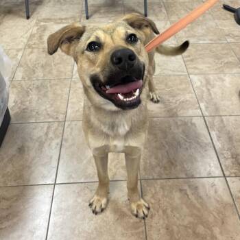 Gabe -  Shepherd and Terrier Dog for Adoption in Alabaster, Alabama - Gabe | PetCurious