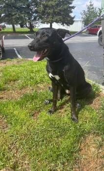 Violet -  Hound Dog for Adoption in Findlay, Ohio - Violet | PetCurious
