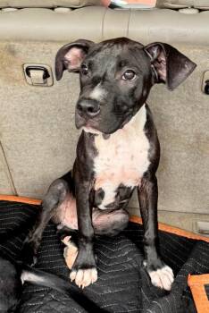 Clyde -  Great Pyrenees and Pit Bull Terrier Dog for Adoption in Little Rock, Arkansas - Clyde | PetCurious