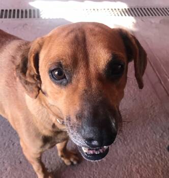 Rusty -  Mixed Breed Dog for Adoption in Boise, Idaho - Rusty | PetCurious