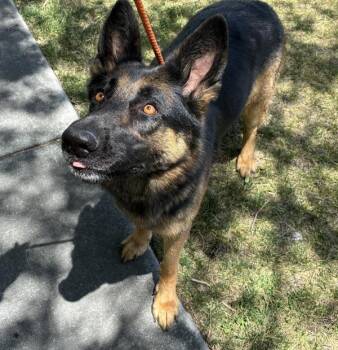 Allie -  German Shepherd Dog Dog for Adoption in Salt Lake City, Utah - Allie | PetCurious