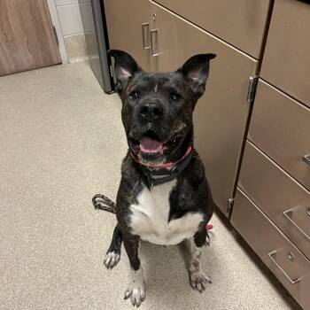 Loki -  Pit Bull Terrier and Husky Dog for Adoption in Bristol, Indiana - Loki | PetCurious