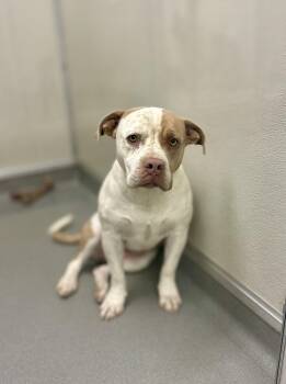 Rescue Pit Bull Terrier Dogs for Adoption in Victorville, California - Maribel #4016 (404) | PetCurious