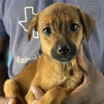 Rescue Rat Terrier Dogs for Adoption in Brookshire, Texas - Gabby - Local Dec 19-21 | PetCurious