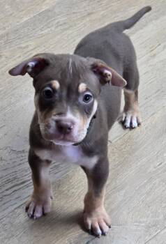 Dexter -  Pit Bull Terrier Dog for Adoption in Oxford, Michigan - Dexter | PetCurious