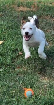 Zella -  Beagle and Australian Cattle Dog Blue Heeler Dog for Adoption in Morrilton, Arkansas - Zella | PetCurious