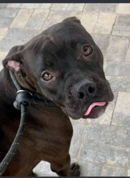 Ariel -  Mixed Breed Dog for Adoption in Atlanta, Georgia - Ariel | PetCurious