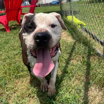 Rescue Mixed Breed Dogs for Adoption in Fredericksburg, Virginia - Scuba Steve | PetCurious