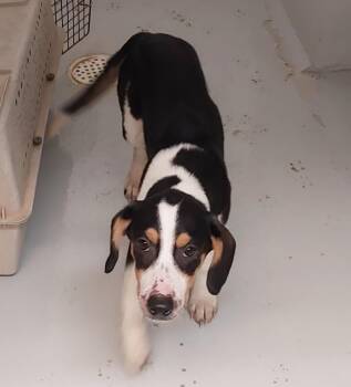 Honey -  Beagle Dog for Adoption in Mocksville, North Carolina - Honey | PetCurious