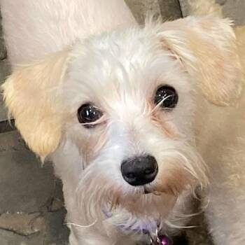 Havanese Dogs Available for Adoption in Calgary, Alberta - Lily | PetCurious