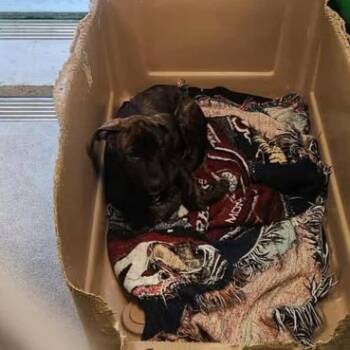 Rescue Pit Bull Terrier Dogs for Adoption in Anderson, California - 423049 | PetCurious