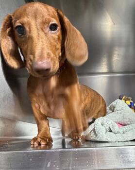 Mizz $750 -  Dachshund Dog for Adoption in West Milwaukee, Wisconsin - Mizz $750 | PetCurious