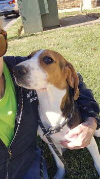 Rescue Beagle Dogs for Adoption in Thomasville, North Carolina - Brea | PetCurious
