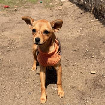 Chihuahua and Mixed Breed Dogs Available for Adoption in Wadena, Minnesota - Suzie | PetCurious