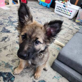 Fitz -  German Shepherd Dog Dog for Adoption in Justin, Texas - Fitz | PetCurious