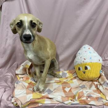 AMY -  Rat Terrier and Mixed Breed Dog for Adoption in Modesto, California - AMY | PetCurious