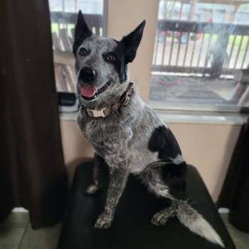 Blu -  Australian Cattle Dog Blue Heeler Dog for Adoption - Blu | PetCurious