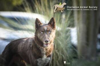 Border Collie and Siberian Husky Dogs Available for Adoption - 91515a Thin-Mint | PetCurious