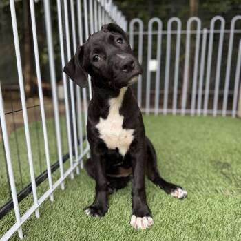 Pit Bull Terrier and German Shepherd Dog Dogs Available for Adoption in Burbank, California - Carol | PetCurious