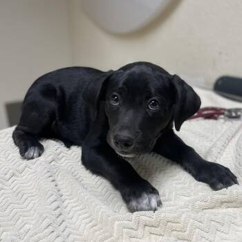Professor Pumpkin -  Pit Bull Terrier and Mixed Breed Dog for Adoption in Riverside, California - Professor Pumpkin | PetCurious