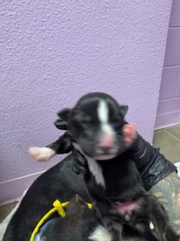 Rescue Bull Terrier and Mixed Breed Dogs for Adoption in El Paso, Texas - Sneezy* | PetCurious