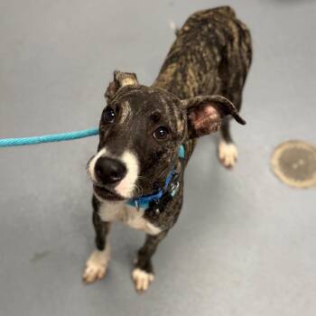 Pac-Man -  Mixed Breed Dog for Adoption in Sarasota, Florida - Pac-Man | PetCurious