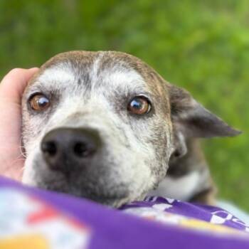 Loppy -  Pit Bull Terrier and Beagle Dog for Adoption in Evansville, Indiana - Loppy | PetCurious