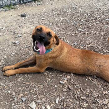 Lady -  German Shepherd Dog and Mixed Breed Dog for Adoption in Wappingers Falls, New York - Lady | PetCurious