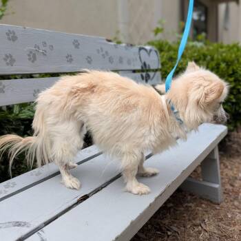 Missy 05-0103 -  Pomeranian Dog for Adoption in Covington, Georgia - Missy 05-0103 | PetCurious
