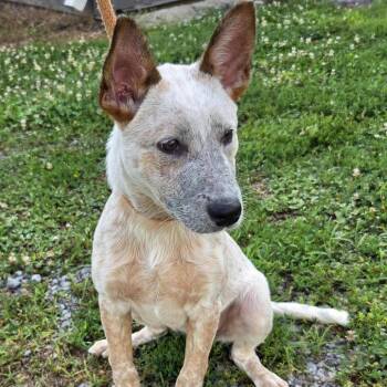 June -  Cattle Dog Dog for Adoption in Lynchburg, Virginia - June | PetCurious