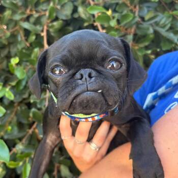 Guppy -  Pug Dog for Adoption in Goleta, California - Guppy | PetCurious