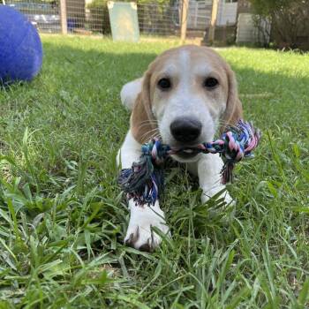 Porkchop -  Great Pyrenees and Hound Dog for Adoption in Durham, North Carolina - Porkchop | PetCurious