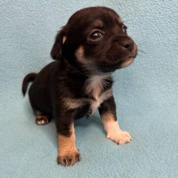 Anise -  Chihuahua Dog for Adoption in Austell, Georgia - Anise | PetCurious